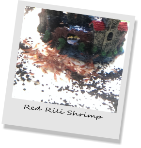 Red Rili Shrimp