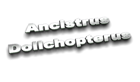 Ancistrus Dolichopterus Ancistrus Dolichopterus