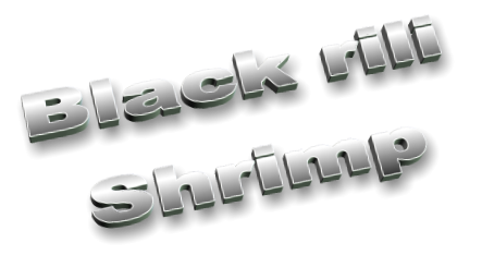Black rili Shrimp