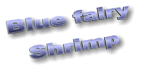 Blue fairy Shrimp Blue fairy Shrimp