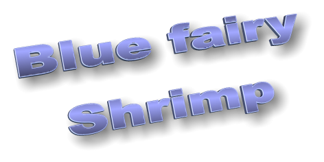 Blue fairy Shrimp