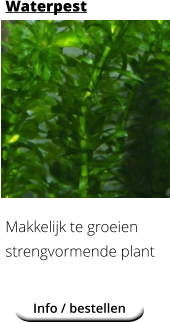 Info / bestellen Waterpest Makkelijk te groeien strengvormende plant