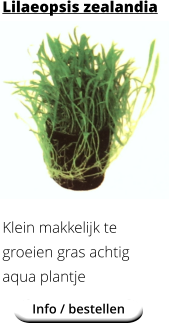Info / bestellen Lilaeopsis zealandia Klein makkelijk te groeien gras achtig aqua plantje