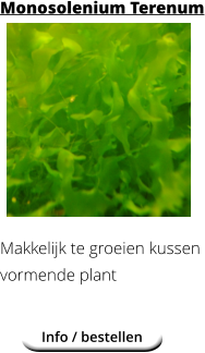 Info / bestellen Monosolenium Terenum Makkelijk te groeien kussen vormende plant