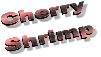 Cherry Shrimp Cherry Shrimp