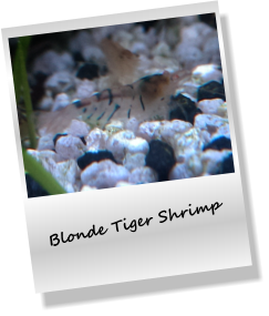 Blonde Tiger Shrimp