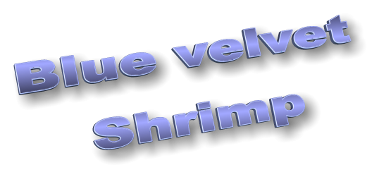 Blue velvet Shrimp
