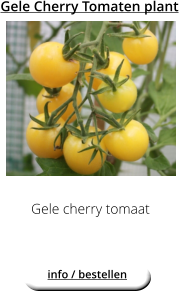 Gele Cherry Tomaten plant Gele cherry tomaat  info / bestellen