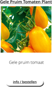 Gele Pruim Tomaten Plant Gele pruim tomaat  info / bestellen