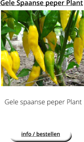 Gele Spaanse peper Plant Gele spaanse peper Plant  info / bestellen
