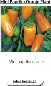 Mini Paprika Oranje Plant Mini paprika oranje  info / bestellen