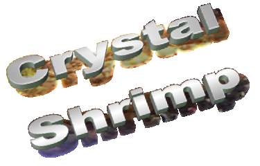 Crystal Shrimp Crystal Shrimp