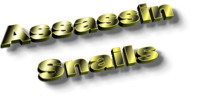 Assassin Snails Assassin Snails