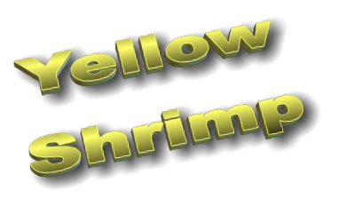 Yellow Shrimp Yellow Shrimp
