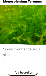 Monosolenium Terenum            “Spons” vormende aqua plant Info / bestellen