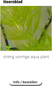 Hoornblad            streng vormige aqua plant Info / bestellen